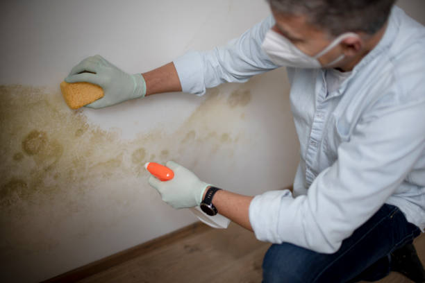 Best Industrial Mold Remediation in USA